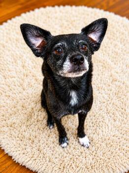 Obi Dobie -  Chihuahua Dog for Adoption in Houston, Texas - Obi Dobie | PetCurious