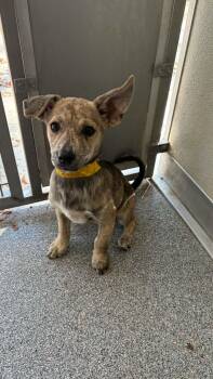 Tundra -  Shepherd Dog for Adoption in Ayden, North Carolina - Tundra | PetCurious