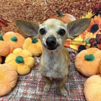 Glinda -  Chihuahua Dog for Adoption in Patchogue, New York - Glinda | PetCurious