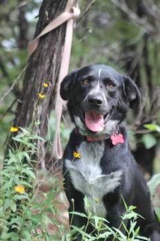 Black Labrador Retriever and Australian Cattle Dog Blue Heeler Dogs Available for Adoption in Seguin, Texas - Cookie | PetCurious