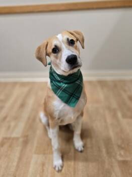 Rescue Mixed Breed Dogs for Adoption in Woodstock, Illinois - Lima | PetCurious