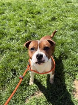 American Staffordshire Terrier and Mixed Breed Dogs Available for Adoption in Quakertown, Pennsylvania - Nacho | PetCurious