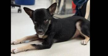 Bailey -  Retriever Dog for Adoption in Dallas, Texas - Bailey | PetCurious