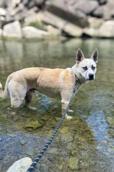 Optimus Prime -  Mixed Breed Dog for Adoption in Cincinnati, Ohio - Optimus Prime | PetCurious
