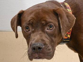Red -  Boxer and Pit Bull Terrier Dog for Adoption in Portland, Oregon - Red | PetCurious
