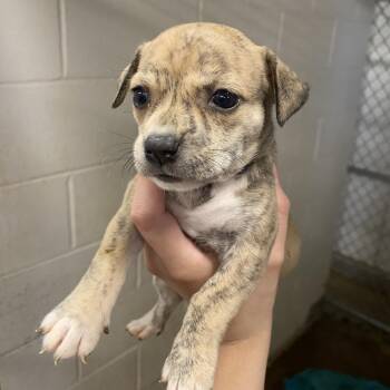 Sleeping Beauty -  Pit Bull Terrier and Mixed Breed Dog for Adoption in Stephenville, Texas - Sleeping Beauty | PetCurious