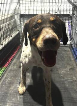 Pete -  German Shorthaired Pointer and Mixed Breed Dog for Adoption in West Memphis, Arkansas - Pete | PetCurious
