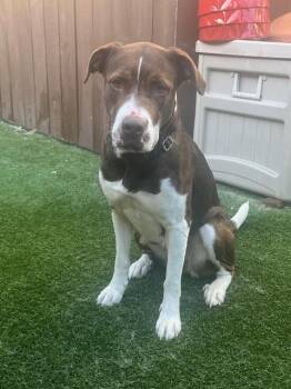 Agnes -  Retriever Dog for Adoption in Dallas, Texas - Agnes | PetCurious