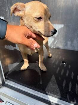 MILA -  Chihuahua Dog for Adoption in San Antonio, Texas - MILA | PetCurious