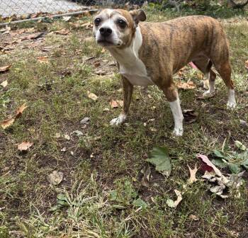 Rescue Chihuahua Dogs for Adoption in Lafayette, Indiana - Nala | PetCurious