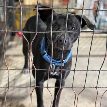 Frito -  Pit Bull Terrier and Mixed Breed Dog Available for Adoption in Fort Smith, Arkansas - Frito | PetCurious