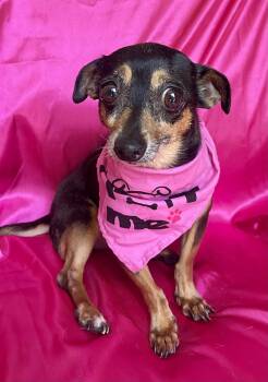 EMMY -  Miniature Pinscher and Mixed Breed Dog for Adoption in Rowland Heights, California - EMMY | PetCurious