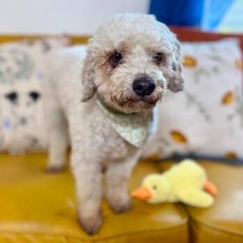 Poodle and Miniature Poodle Dogs Available for Adoption in Friendswood, Texas - Bailey | PetCurious