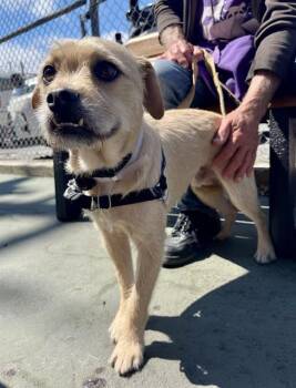 MILO -  Border Terrier and Mixed Breed Dog for Adoption in San Francisco, California - MILO | PetCurious