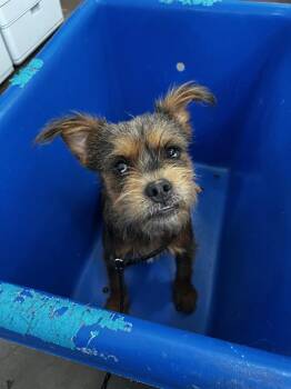 FIONNA -  Mixed Breed Dog for Adoption in Dallas, Texas - FIONNA | PetCurious