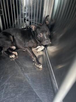 Mixed Breed Dogs Available for Adoption - CHEETO | PetCurious