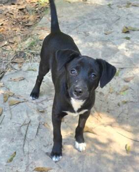 Paprika -  Labrador Retriever Dog for Adoption in Silsbee, Texas - Paprika | PetCurious