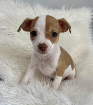 Shih Tzu and Chihuahua Dogs Available for Adoption in Lawrenceville, Georgia - Miss Piggy | PetCurious