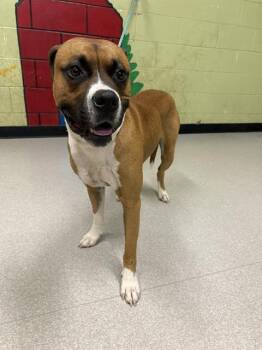Rescue Boxer and Pit Bull Terrier Dogs for Adoption in Indianapolis, Indiana - RUSTER | PetCurious