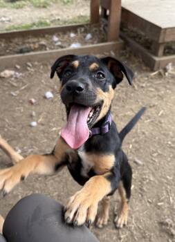 Rescue Mixed Breed Dogs for Adoption in Indianapolis, Indiana - Peanut | PetCurious