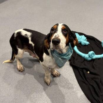 Mama Mia -  Mixed Breed Dog for Adoption in Canal Winchester, Ohio - Mama Mia | PetCurious