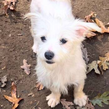 Rescue Maltese Dogs for Adoption in Hohenwald, Tennessee - Sandy | PetCurious