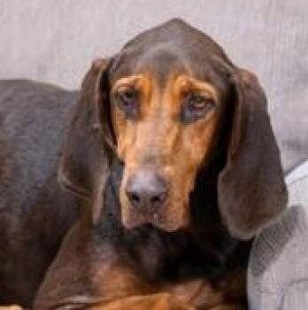 Bloodhound Dogs Available for Adoption - Ruby | PetCurious