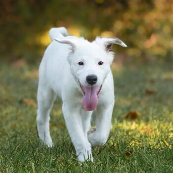 Rescue Spaniel and Corgi Dogs for Adoption in Manalapan Township, New Jersey - Kahlua | PetCurious