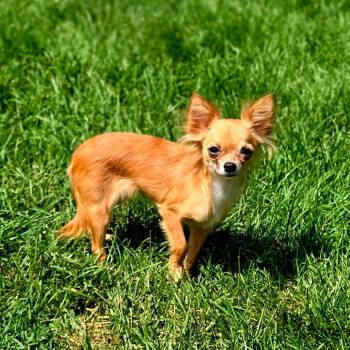 Cheekie -  Chihuahua Dog for Adoption in Rochester, Minnesota - Cheekie | PetCurious