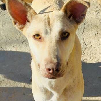 Rescue Whippet Dogs for Adoption in San Diego, California - Sharon | PetCurious