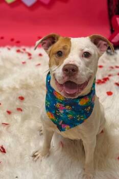 Mrs. Claus -  Mixed Breed Dog for Adoption in Cincinnati, Ohio - Mrs. Claus | PetCurious