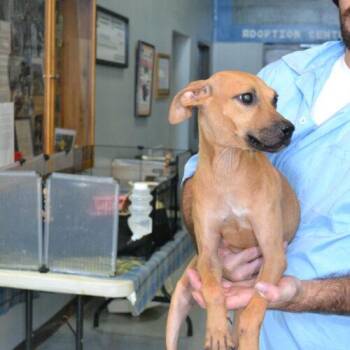 Lilabeth "lilly" -  Plott Hound and Black Mouth Cur Dog for Adoption in Jackson, Louisiana - Lilabeth "lilly" | PetCurious