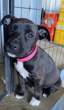 Roxy -  Pit Bull Terrier Dog for Adoption in Pleasant Hill, California - Roxy | PetCurious