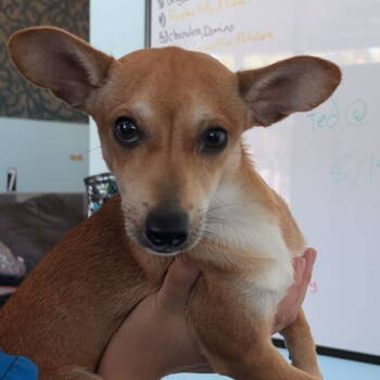Rescue Chihuahua Dogs for Adoption in Chico, California - ITTY BITTY | PetCurious