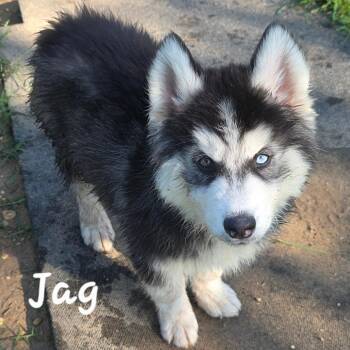 Alaskan Malamute Dogs Available for Adoption in Austin, Texas - Jag DD | PetCurious