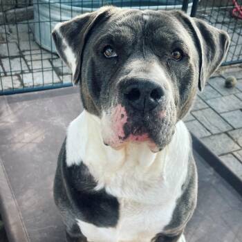 Rescue Pit Bull Terrier Dogs for Adoption in Nampa, Idaho - Ricky | PetCurious