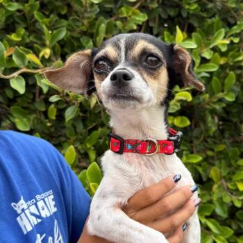 Baby Bell -  Chihuahua Dog for Adoption in Goleta, California - Baby Bell | PetCurious