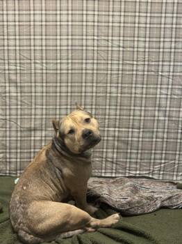 Pit Bull Terrier and Mixed Breed Dogs Available for Adoption in Columbus, Indiana - Hercules | PetCurious