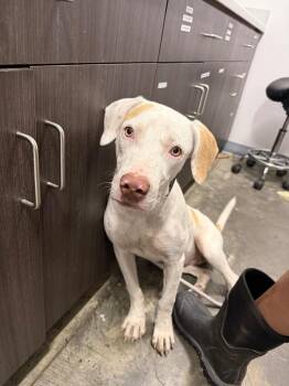 Aurora -  Mixed Breed Dog for Adoption in Denham Springs, Louisiana - Aurora | PetCurious