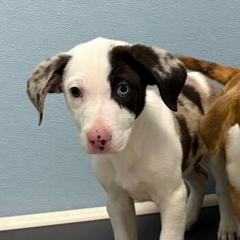 Whiskey -  Australian Shepherd and Mixed Breed Dog for Adoption in Detroit Lakes, Minnesota - Whiskey | PetCurious