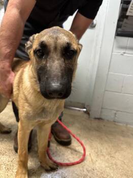 Shepherd Dogs Available for Adoption - Bosley (Red Collar) | PetCurious
