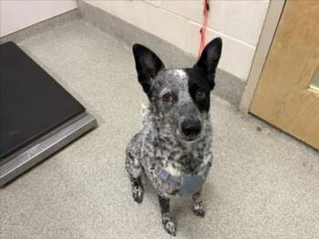 LYLA -  Australian Cattle Dog Blue Heeler Dog for Adoption in Loveland, Colorado - LYLA | PetCurious