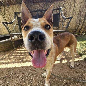 Almond Joy -  Cattle Dog and Terrier Dog for Adoption in Salt Lake City, Utah - Almond Joy | PetCurious