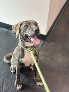 Raiya -  Mixed Breed Dog for Adoption in Memphis, Tennessee - Raiya | PetCurious