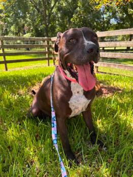 Nikko - Loving Heart & Gentle Soul -  Pit Bull Terrier and Black Labrador Retriever Dog for Adoption in Sugar Land, Texas - Nikko - Loving Heart & Gentle Soul | PetCurious