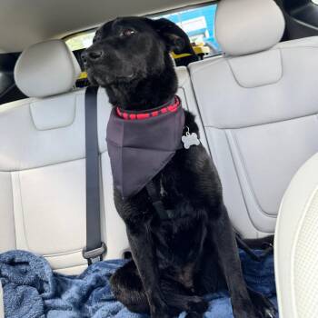 Pria - Home to Home -  Black Labrador Retriever and German Shepherd Dog Dog for Adoption in South Elgin, Illinois - Pria - Home To Home | PetCurious
