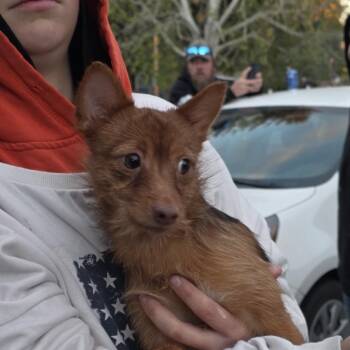 Pluto -  Mixed Breed Dog for Adoption in Klamath Falls, Oregon - Pluto | PetCurious