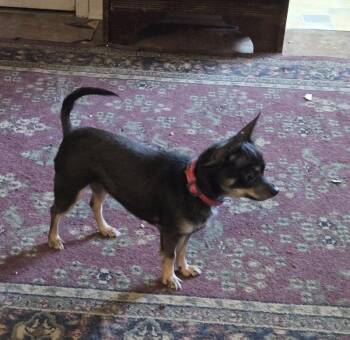 Chihuahua Dogs Available for Adoption - Chloe | PetCurious