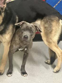 Pit Bull Terrier Dogs Available for Adoption - CHIP | PetCurious