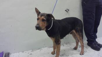 German Shepherd Dog and Rottweiler Dogs Available for Adoption - ADAM | PetCurious